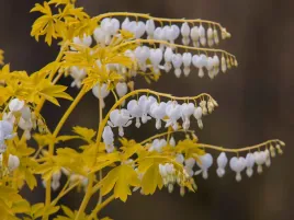 serduszka-okazala-white-gold-biala-zolte-liscie-biale-kwiaty-sadzonka-p9