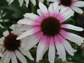 jezowka-fountain-pink-eye-rozowo-biale-kwiaty-sadzonka-p9-bylina