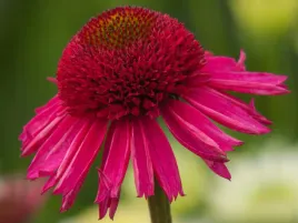 jezowka-delicious-candy-sadzonka-p9-ciemnorozowa-bylina