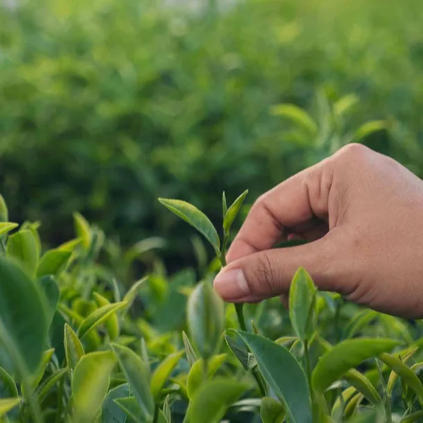 herbata-minutka-ex-100-top-140g-produkt-nie-zawiera-antyzbrylaczy-barwnikow-jajek-konserwantow-laktozy-nabialu-oleju-palmowego-orzechow-pestek-pszenicy-soi-tluszczy-trans-utwardzanych