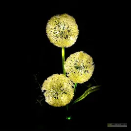 ozdone-ogrodowe-lampki-solarne-rebel-czosnek-ozdobny