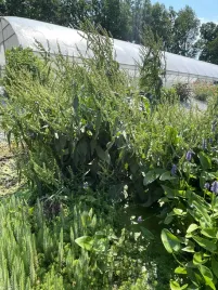 szczaw-lancetowaty-duza-roslina-do-oczka-stawu