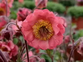 kuklik-zwisly-pink-petticoats-sadzonka-p9-rozowy