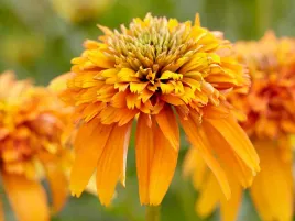 jezowka-marmalade-sadzonka-p9-pomaranczowa-pelna-bylina-do-ogrodu