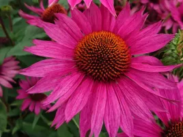 jezowka-js-roho-sadzonka-p9-fioletoworozowa-bylina-do-ogrodu