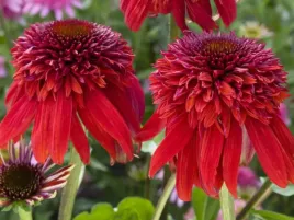 jezowka-eccentric-sadzonka-p9-czerwona-pelna-bylina-do-ogrodu