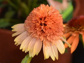 jezowka-supreme-cantaloupe-sadzonka-p9-pomaranczowa-pelna