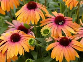 jezowka-rainbow-marcella-sadzonka-p9-pomaranczowo-rozowa-bylina