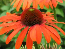 jezowka-julia-sadzonka-p9-pomaranczowa-bylina-na-slonce