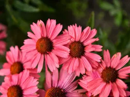 jezowka-meditation-cerise-rozowe-kwiaty-sadzonka-p9-bylina-do-ogrodu