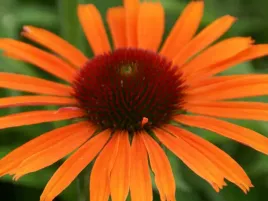 jezowka-orange-skipper-sadzonka-p9-pomaranczowa-bylina-duze-kwiaty