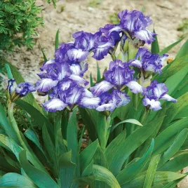 irys-pumila-niski-petit-polka-1-szt-irysy-klacza-sadzonki-kosaciec