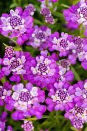 ubiorek-wiecznie-zielony-absolutely-amethyst-iberis-sempervirens