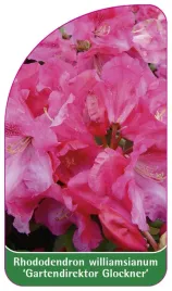 etykieta-szkolkarska-rhododendron-williamsianum-gartendirektor-glockner