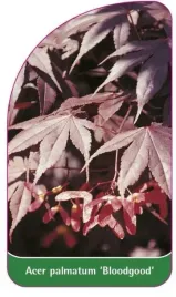 etykieta-szkolkarska-acer-palmatum-bloodgood-b