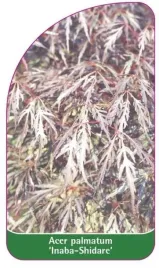 etykieta-szkolkarska-acer-palmatum-inaba-shidare-b