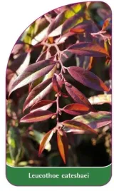 etykieta-szkolkarska-leucothoe-catesbaei-a