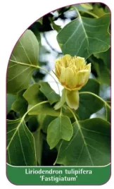 etykieta-szkolkarska-liriodendron-tulipifera-fastigiatum-b