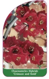 etykieta-szkolkarska-chaenomeles-hybride-crimson-and-gold-b