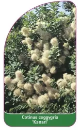 etykieta-szkolkarska-cotinus-coggygaria-kanari-b
