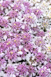 ubiorek-wieczniezielony-pink-ice-iberis-sempervirens