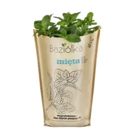 mieta-doniczka-polska-1szt-baziolka