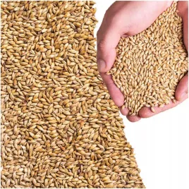 slod-pilznenski-5kg-viking-malt-piwo-domowe