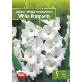 kapers-gladiolus-mieczyk-white-prosperity-12-14-5szt