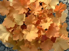 zurawka-caramel-sadzonka-p9-pomaranczowe-liscie-bylina