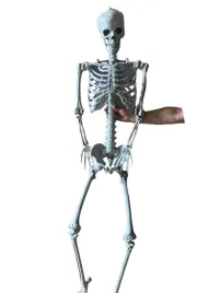 duzy-szkielet-180-cm-anatomiczny-model-czlowieka-dokladne-szczegoly