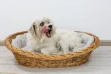 dotty-legowisko-dla-kota-lub-psa-koszyk-wiklinowy-marka-dotty