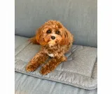 dotty-mata-do-samochodu-auta-dla-psa-materac-do-klatki-kojca-rozmiar-l