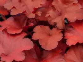 zurawka-forever-red-heuchera-czerwone-liscie-sadzonka-p9