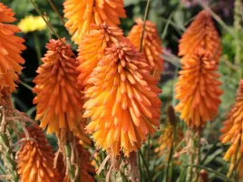 trytoma-groniasta-poco-orange-plonaca-pochodnia-pomaranczowa-p9