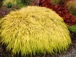 hakonechloa-trawa-bambusowa-zolta-all-gold-sadzonka-p9