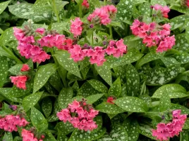 miodunka-shrimps-on-the-barbie-p9-ozdobne-liscie-i-kwiaty