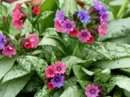 miodunka-silver-bouquet-sadzonka-p9-ozdobne-liscie-i-kwiaty