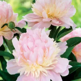paeonia-piwonia-angel-cheeks-1-szt-piwonie-sadzonki-sadzonka-pachnaca