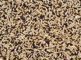 1kg-karma-dla-kanarka-pelnoporcjowy-pokarm-dla-kanarkow-i-drobnej-egzotyki