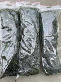 10x-moczarka-elodea-do-oczka-natlenia-oczyszcza