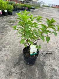 hortensja-bukietowa-mrozoodporna-polar-bear-duza-doniczka-30-50cm-kwitnaca