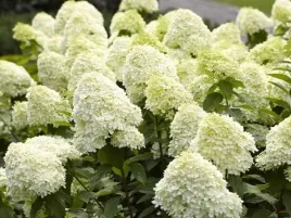 hortensja-bukietowa-limelight-limonkowa-biala-duza-sadzonka-xl-30-60cm