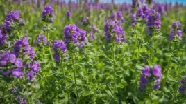 lucerna-mieszancowa-miododajna-wieloletnia-1kg-na-poplon-lake