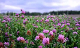 kwalifikowana-koniczyna-lakowa-czerwona-miododajna-5-kg-na-poplon-lake