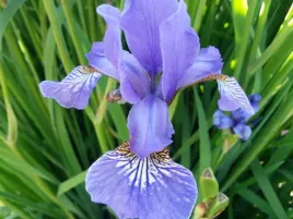 irsys-kosaciec-syberyjski-niebieski-duzy-w-doniczce-p11-do-ogrodu-nad-staw