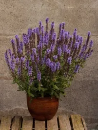 szalwia-omszona-blekitna-salute-ice-blue-p11-do-ogrodu-na-taras