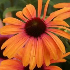 jezowka-pomaranczowa-rainbow-marcella-w-doniczce-p11-do-ogrodu-na-taras