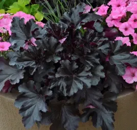 zurawka-czarna-black-pearl-w-doniczce-c1-5-do-ogrodu-na-taras-wieloletnia