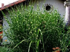 zestaw-10x-miskant-chinski-strictus-c2-zielony-w-zolte-paski-zimuje