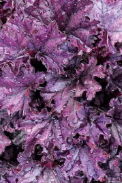 zurawka-foreverr-purple-heuchera-sadzonka-premium-doniczka-c1-5